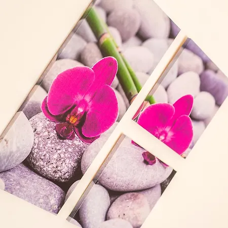 Tiger Lily Apartament