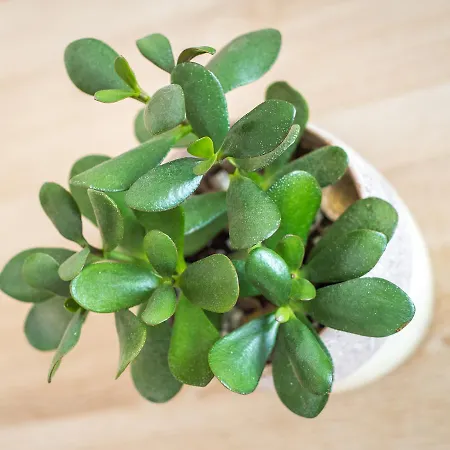 Apartament Tiger Lily *